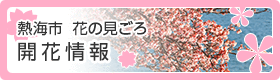 熱海市　花の見ごろ　開花情報