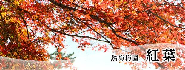 写真：熱海梅園　紅葉