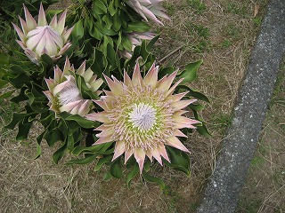 写真：初島公園に咲くキングプロテア1