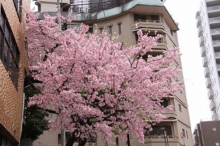 写真:満開に咲く坂町の寺桜1