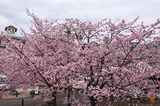 写真:満開に咲く親水公園の大寒桜1