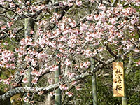 写真:園内の花木1
