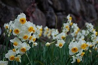 写真:園内の花木4
