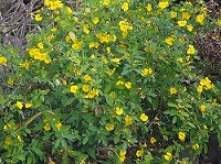 写真:園内の花木5