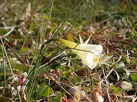 写真:園内の花木7
