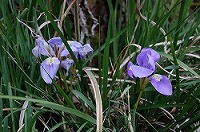 写真:園内の花木8