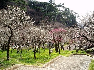 写真：熱海梅園の全景