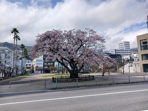 渚小公園早咲大島桜の写真