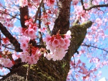 写真：あたみ桜