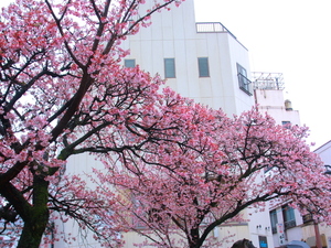 令和6年2月6日撮影