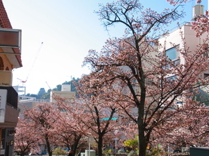 糸川遊歩道