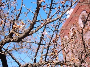 令和7年1月14日糸川遊歩道のあたみ桜