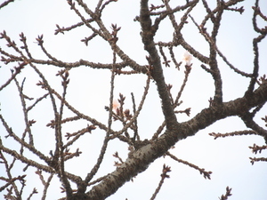 令和6年度あたみ桜初開花