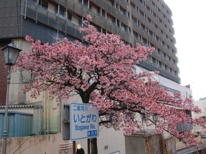 糸川