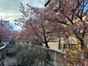 令和7年2月28日現在の糸川遊歩道のあたみ桜1
