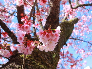 令和7年2月20日現在の糸川遊歩道あたみ桜