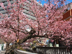 令和7年2月20日現在の糸川遊歩道あたみ桜