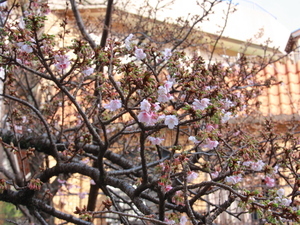 令和7年1月21日糸川あたみ桜の様子