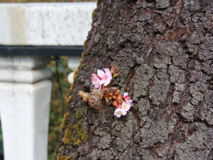 令和7年1月21日糸川あたみ桜の様子