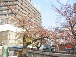 令和7年1月24日現在の糸川遊歩道あたみ桜の様子