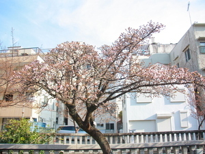 令和7年1月24日現在の糸川遊歩道あたみ桜の様子