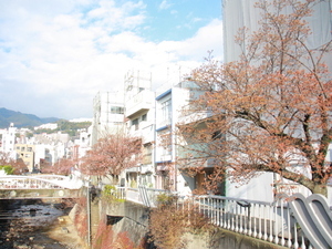 令和7年1月28日現在の糸川遊歩道のあたみ桜