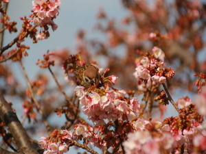 令和7年1月28日現在糸川遊歩道のあたみ桜
