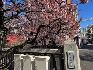 令和7年2月25日現在の糸川遊歩道のあたみ桜