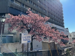 令和7年2月25日現在の糸川遊歩道のあたみ桜