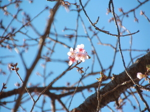 令和7年1月7日糸川遊歩道のあたみ桜