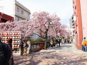 令和5年度　糸川遊歩道のあたみ桜