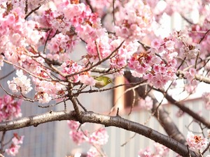 令和5年度　糸川遊歩道のあたみ桜その2