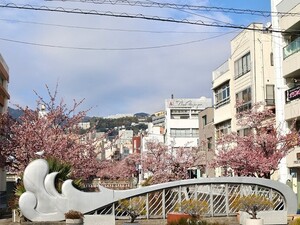 令和5年度 糸川遊歩道のあたみ桜その3