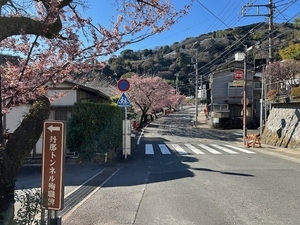 令和7年2月25日現在の梅園前市道のあたみ桜