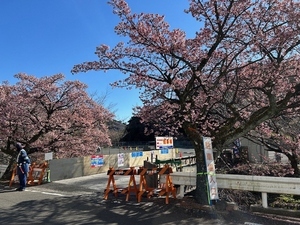 令和7年2月25日現在の梅園前市道のあたみ桜