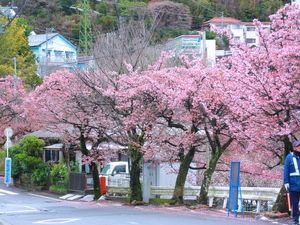 令和5年度梅園前市道あたみ桜の写真