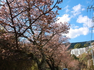 梅園前あたみ桜