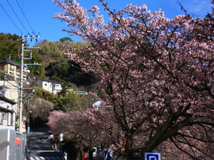 令和5年度梅園前市道あたみ桜の写真