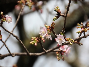 令和5年度梅園前市道あたみ桜の写真