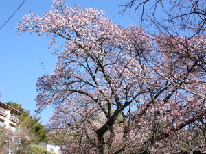 令和5年度梅園前市道あたみ桜の写真