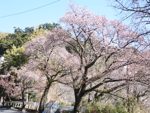 令和5年度梅園前市道あたみ桜の写真