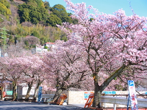 令和5年度梅園前市道あたみ桜の写真