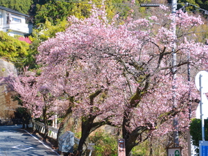 令和5年度梅園前市道あたみ桜の写真