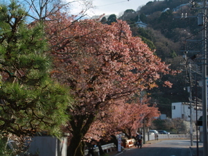 令和7年2月28日現在の梅園市道のあたみ桜