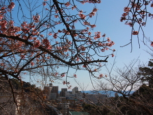 令和7年2月20日現在の梅園前市道のあたみ桜