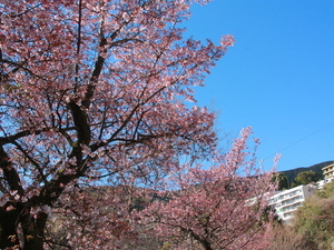 令和7年2月20日現在の梅園前市道のあたみ桜