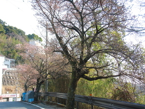 令和7年1月24日現在の梅園前市道前のあたみ桜の様子