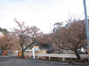 令和7年1月24日現在の梅園前市道前のあたみ桜の様子