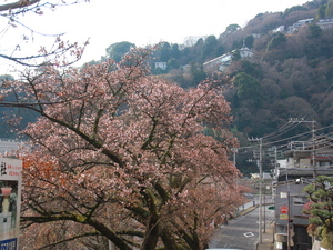 令和7年1月28日梅園前市道のあたみ桜