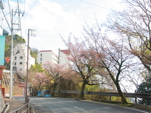 令和7年1月28日現在梅園前市道のあたみ桜